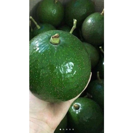 Bơ booth 7 nhà trồng (lâm đồng)5kg. - Nông Sản Sạch