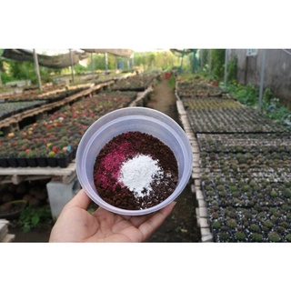 Hộp gieo hạt xương rồng