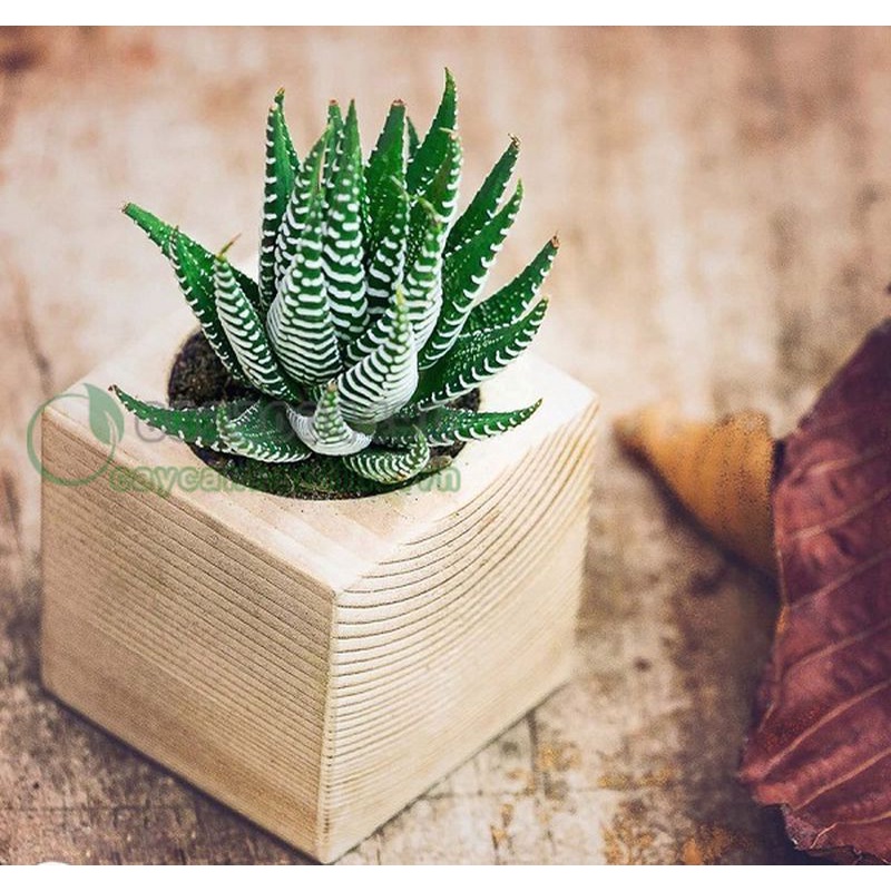 Cây Sen đá móng rồng🌵FREESHIP🔥Hư 1 đổi 1🌟  size bầu nhỏ 6cm