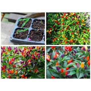 Hạt Giống Ớt Kiếng/Cảnh Ngũ Sắc (Gói 30 Hạt)