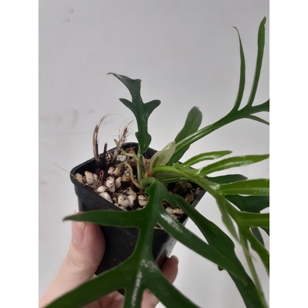 Trầu bà PHILODENDRON TORTUM