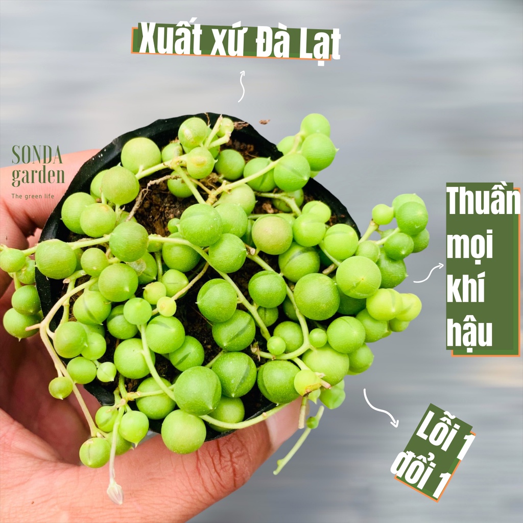 Sen đá hạt ngọc tròn SONDA GARDEN size bé 5-8cm, xuất xứ Đà Lạt, khoẻ đẹp, lỗi 1 đổi 1