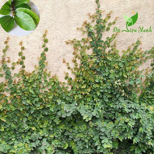 Cây thằn lằn bò leo tường (cây vẩy ốc)