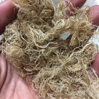 Rong cau chỉ vàng , thạch rong cau an toàn , thạch rong cau tự nhiên