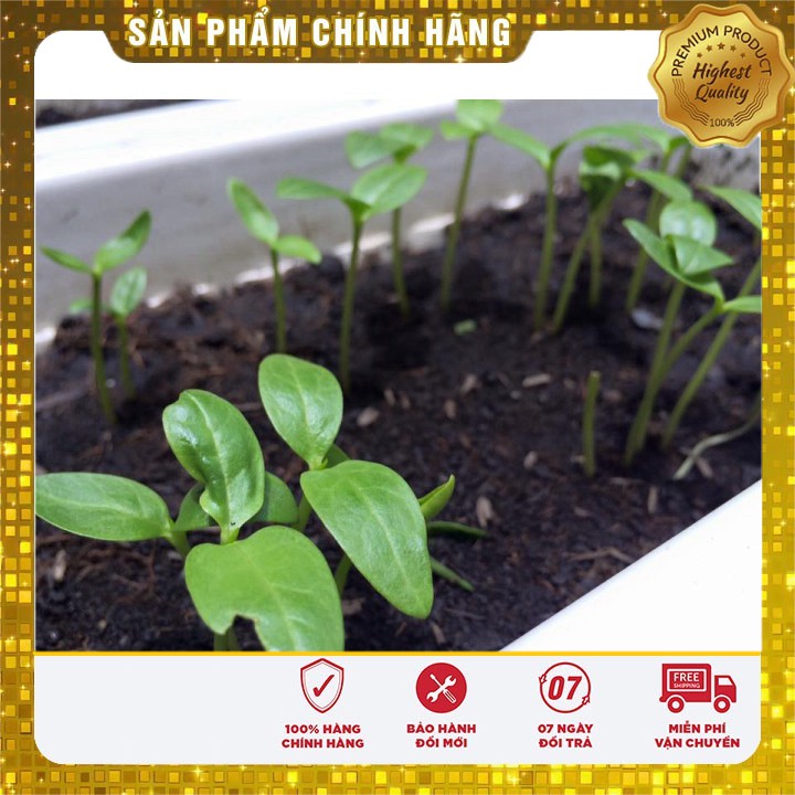 Hạt giống Rau Mồng Tơi Xanh(20 gram)