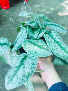 TRẦU BÀ PHÁP CHẬU GÁO DỪA