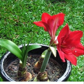 Combo 3 củ hoa loa kèn _ cỡ to nhất trưởng thành