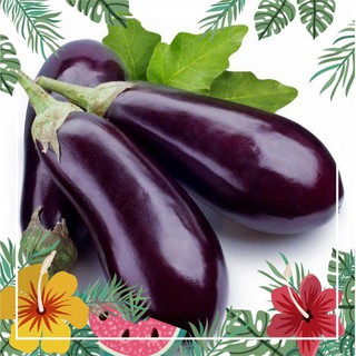 [TOP] Hạt Giống Cà Tím Tròn -200 Hạt [ Tặng Kèm 1 Viên Nén Xơ Dừa ] F1