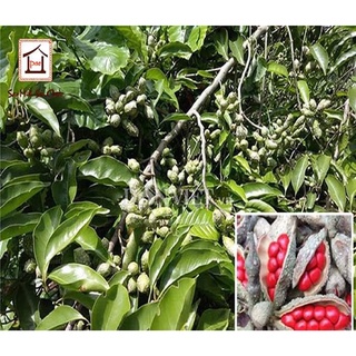 Cây giống dổi ăn hạt ( cây ghép cho quả sớm )