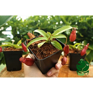 Nắp ấm hỗn hợp cho người mới chơi cây bắt mồi