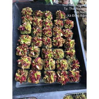 cây bẫy kẹp
