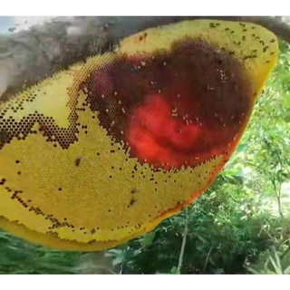 Mật ong khoái rừng nguyên chất
