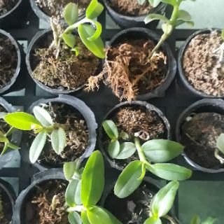 Phi điệp 5 cánh trắng họng hồng
