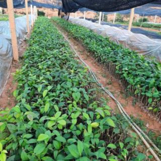 Cây giống trà hoa vàng