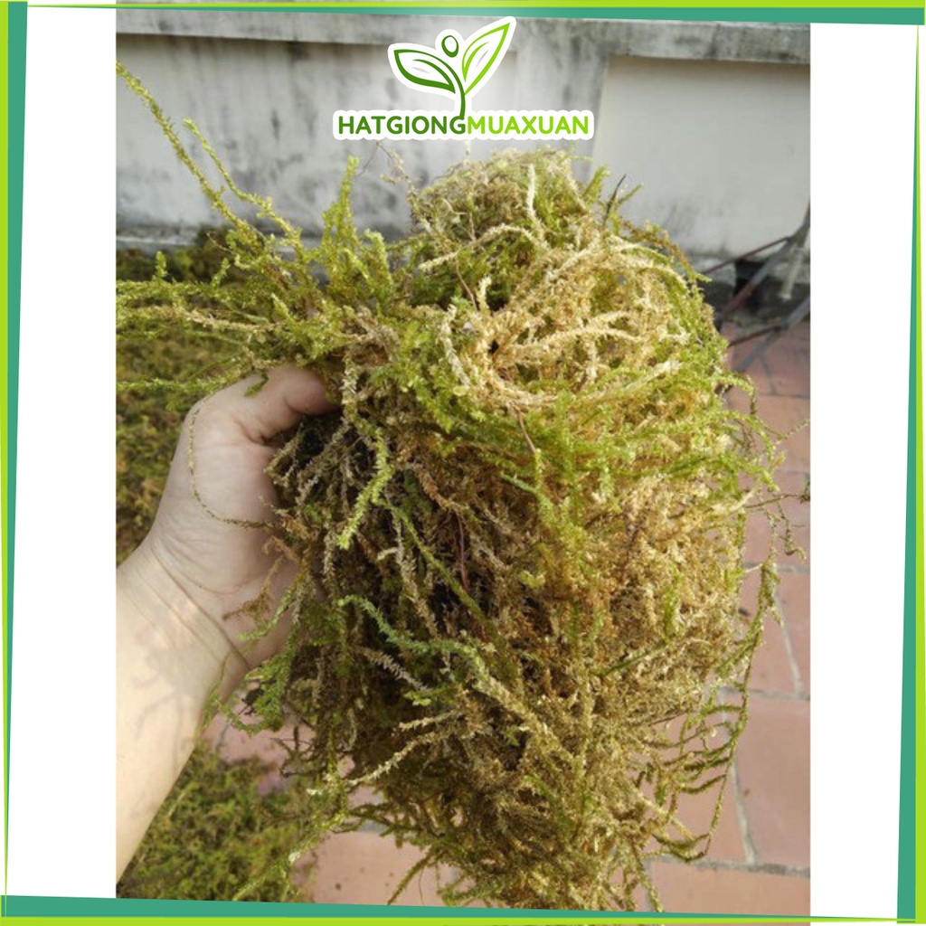 [SIEURE] 1kg  Rêu rừng hàng đẹp, phân phối chuyên nghiệp.