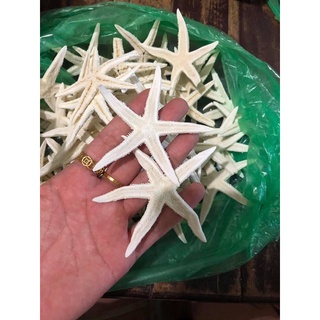 1 con Sao biển ngâm rượu