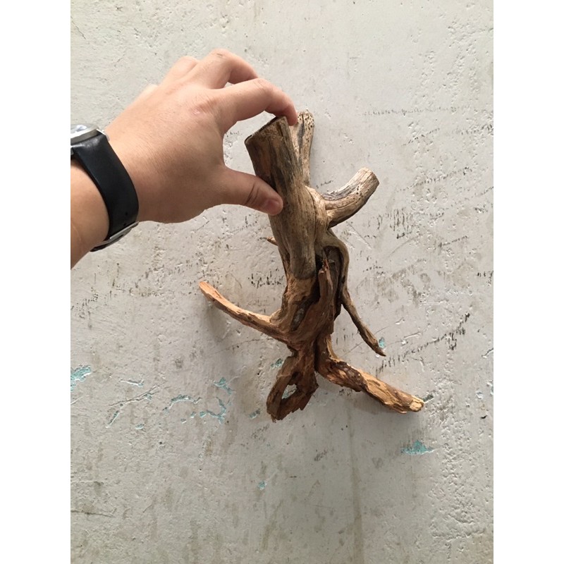 Lũa san đá, bìn lin làm thuỷ sinh, ghép lan, bán cạn