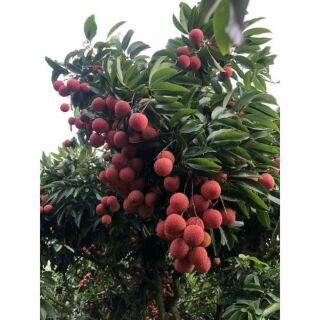 Cây giống vải thiều (giống chuẩn)