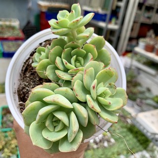 Sen đá bánh bèo chậu to 10cm