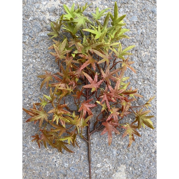 Cành lá phong 4 màu làm cây trang trí,cây bonsai handmade, lá tùng