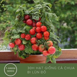 Hạt giống cà chua bi lùn