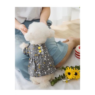 Váy cổ ren bông nhí cho thú cưng