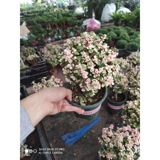 Chậu cây Thân Cổ Thụ để bàn trang trí decor