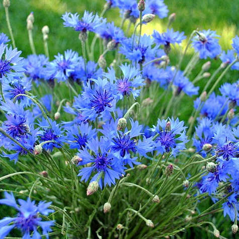 Hạt Giống Trúc Mai Xanh F1 Loại Siêu Dễ Trồng Dễ Chăm Sóc kháng sâu bệnh [gói 50gram,100gram,200gram]