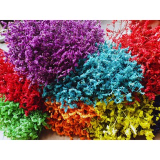 Hoa Sao Biển Tươi(đủ màu)(ib chọn màu)