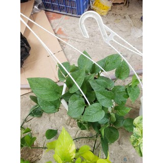 Trầu Bà Thái