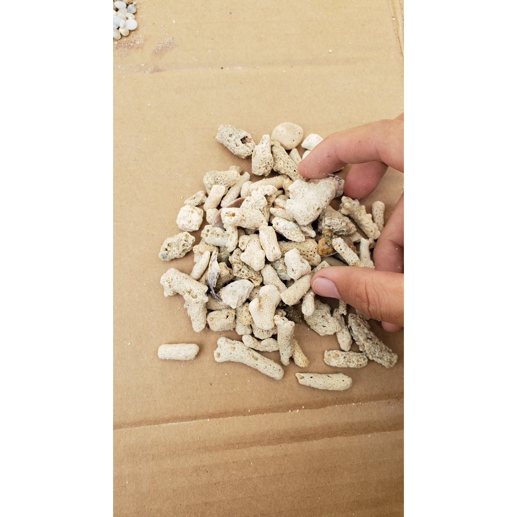 100g san hô vụn trang trí bể thủy sinh cá cảnh