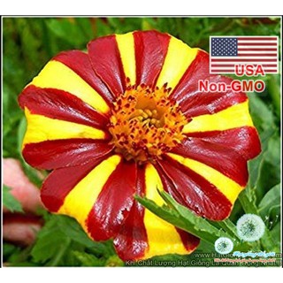 50h Hạt Giống Hoa Cúc Vạn Thọ Pháp Sọc (C6.102| -KD: B33*V21)