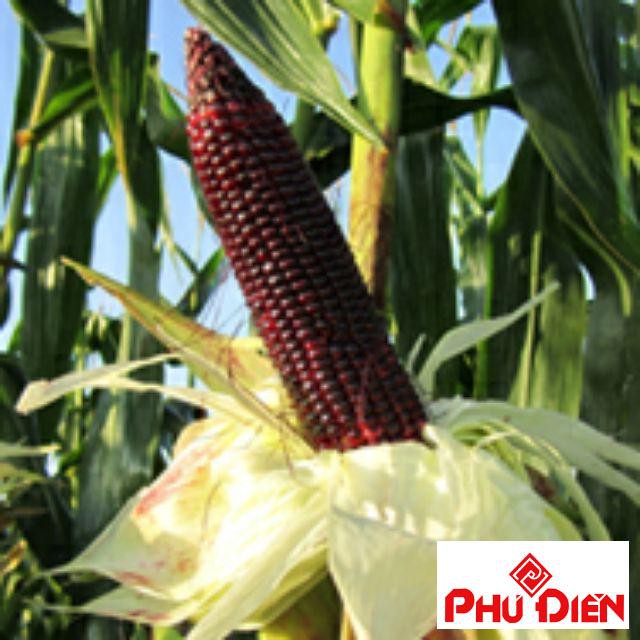 Hạt giống ngô tím 30 hạt  PHÚ ĐIỀN