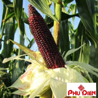 Hạt giống ngô tím 30 hạt  PHÚ ĐIỀN