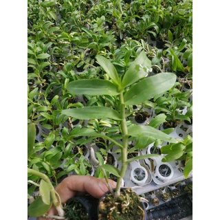 LAN PHI ĐIỆP 5 CT HỌNG TÍM 10cm