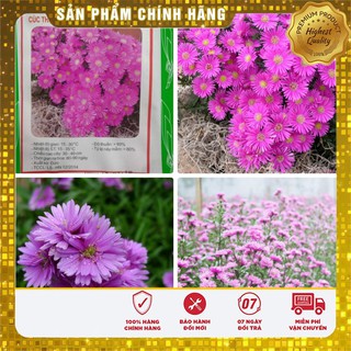 Bộ gói hạt giống Cúc Thạch thảo hồng