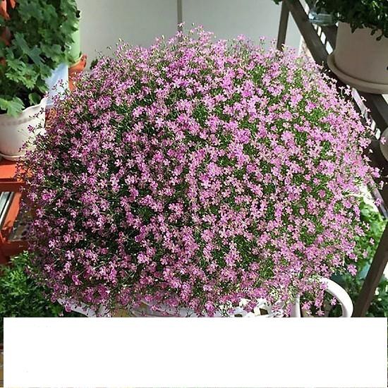 Hạt Giống Hoa lưu ly 50 Hạt/ Gói bốn mùa MIX MÀU ĐẾN MÙA TRỒNG TẾT  KHUYẾN MẠI SHOP MỚI HẠ GIÁ SỈ