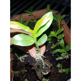 1 ki phi điệp lá mít pù luông Thanh Hoá