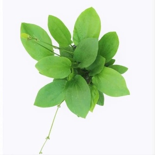 2 cây Lan nước mang thịnh vượng, may mắn