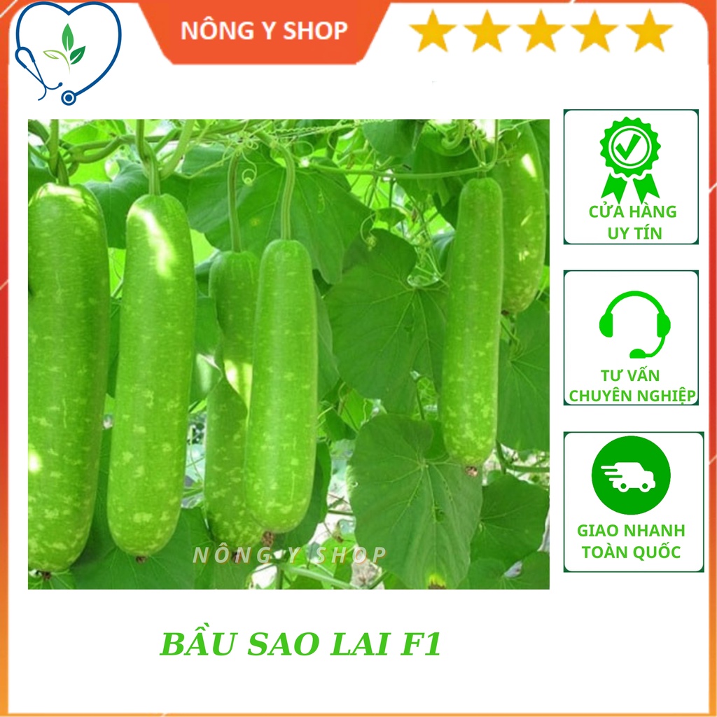 (Túi zip - 1 hạt trồng thử) Hạt giống bầu sao lai F1 Rạng Đông RADO 26
