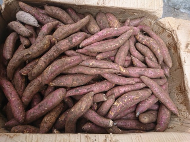 Khoai lang mật Đà Lạt sỉ và lẻ các tỉnh nha mn, bao ngon và chất lượng | BigBuy360 - bigbuy360.vn