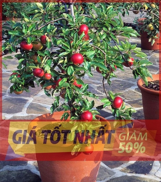 Cây TÁO LÙN QUẢ ĐỎ - CÂY BONSAI TRỒNG CHẬU CẢNH