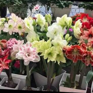 Củ Lan Huệ Kép Đại Bự