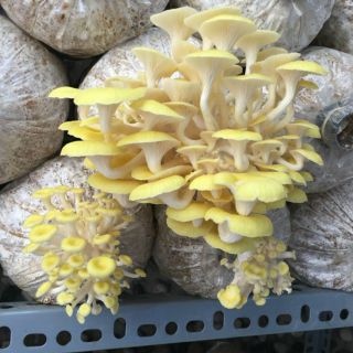 Phoi NẤM NẤM NGÔ VÀNG – HOÀNG KIM