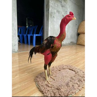 rượu om cho gà chọi(rượu om thảo mộc)