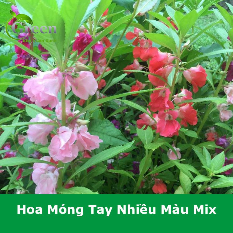 Hạt Giống Hoa Móng Tay Nhiều Màu Dễ Trồng gói 100 hạt