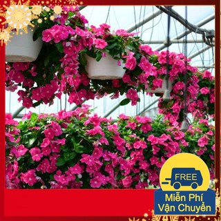 Hạt Giống Hoa Dừa Cạn Rủ Mix