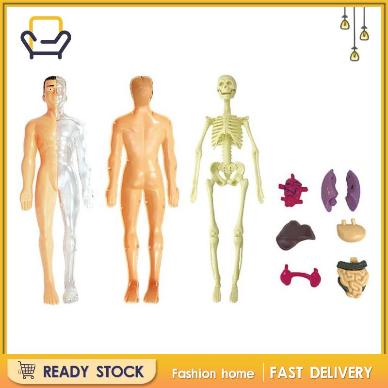 Mô Hình Giải Phẫu Bộ Xương Người