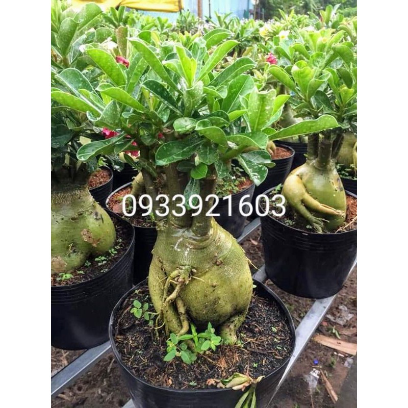Cây sứ thái Sađec hoa kép trưởng thành chuẩn loại 1 cây phong thủy