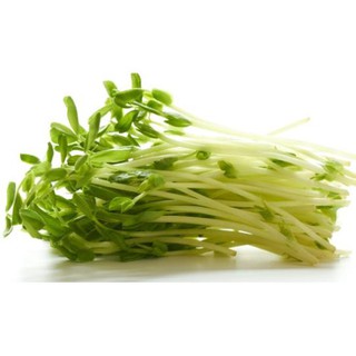 Hạt giống rau cải mầm